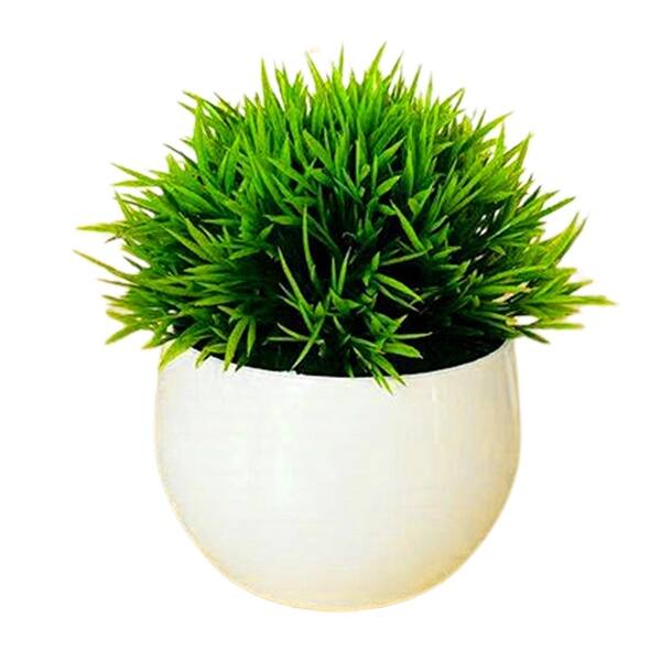 easy-plant.com ZZ Plant: Easy Live Houseplant - (6 Pot)  Easy Plant Care  Zamioculcas  Zamiifolia - Low Maintenance House Plant for Home & Office