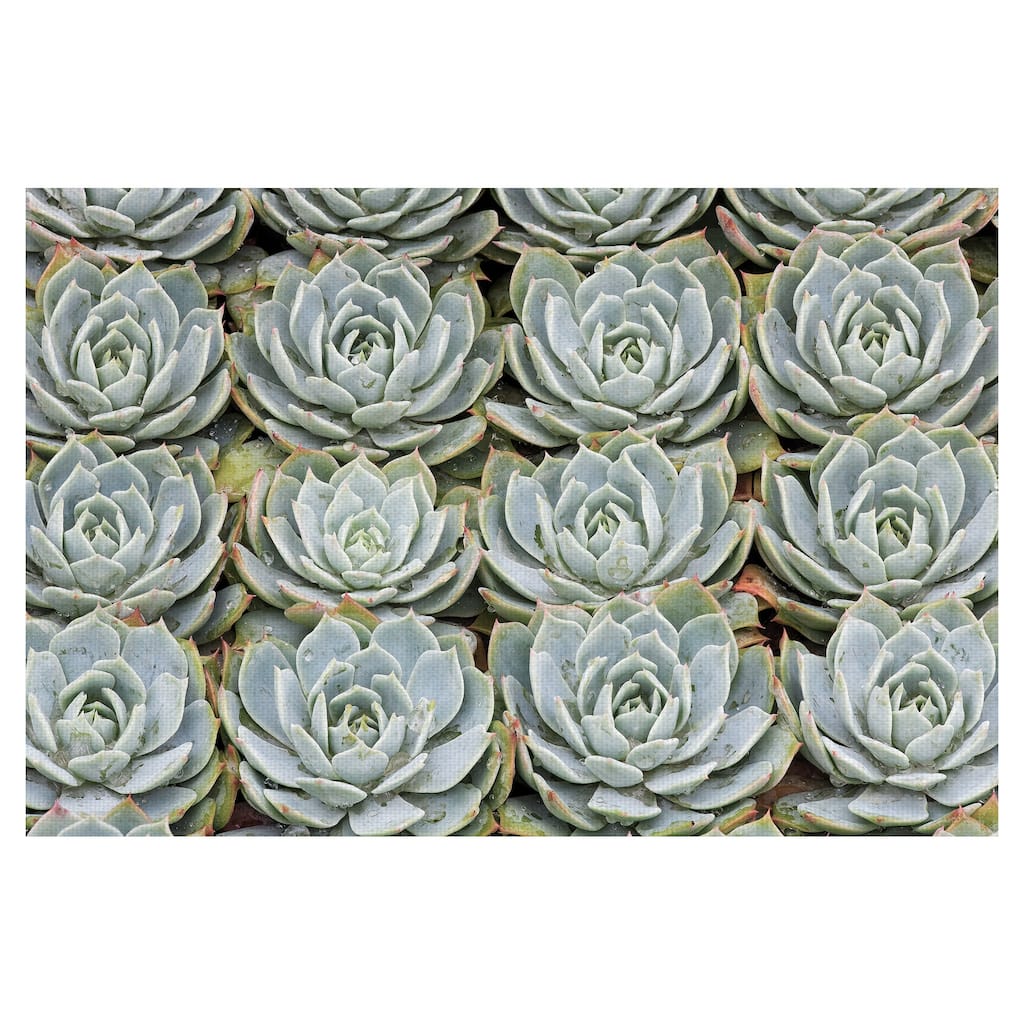 Succulent Grid by Robin Constable Hanson Canvas Art Print