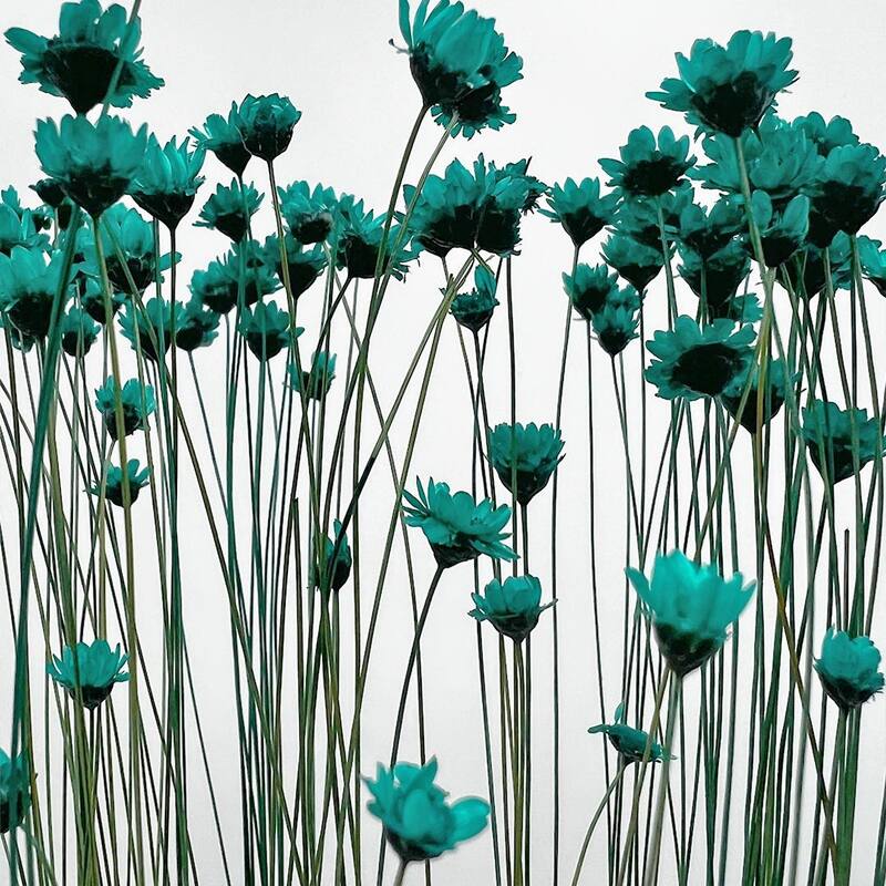 Bundle of 4 Preserved Little Star Flower,16-20" long - 16-22 inch