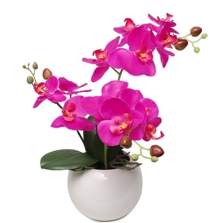13-Inch Fuchsia Phalaenopsis Orchid Flowers in 5-Inch Round White