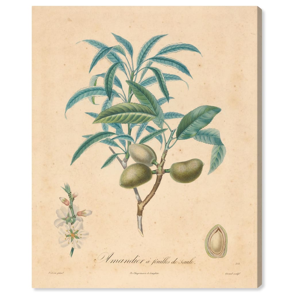 Almond of Georgia II Canvas by Art Remedy, Gallery Wrapped