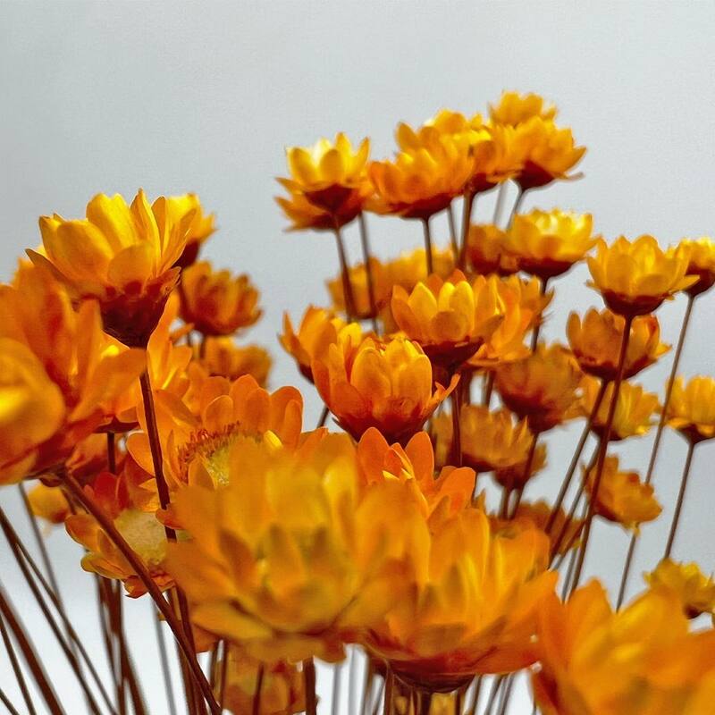 Bundle of 4 Preserved Little Star Flower,16-20" long - 16-22 inch