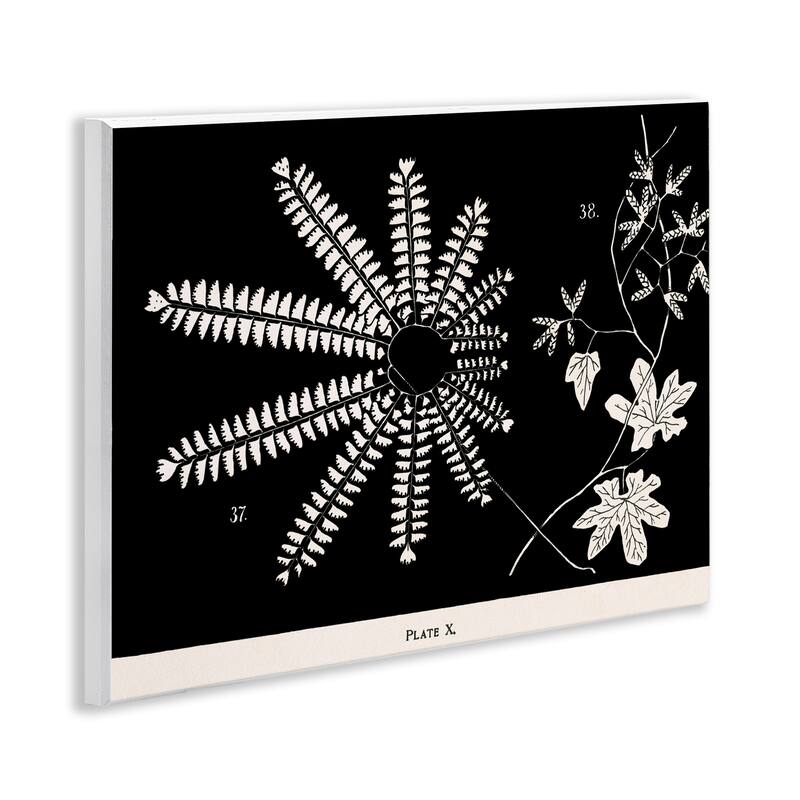 Stupell Ferns & Leaves on Black Wall Plaque Art Design By Phillipa Katz