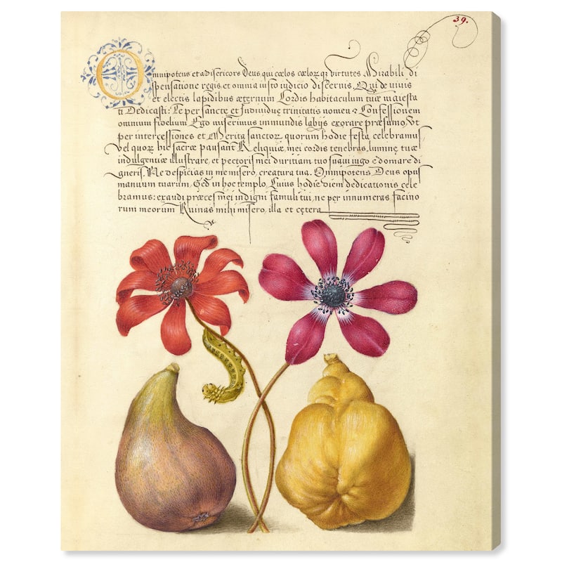 Wynwood Studio Canvas Floral and Botanical Hoefnagel - Poppy Anemone Caterpillar Fig and Quince Wall Art Canvas Print