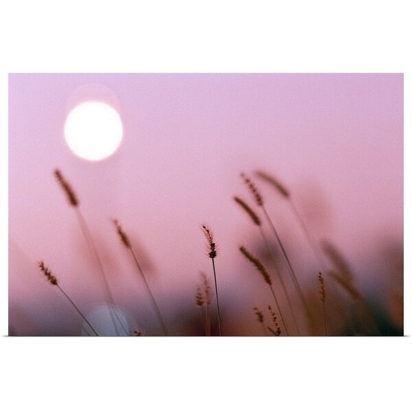 "Reeds in glimmer of light." Poster Print