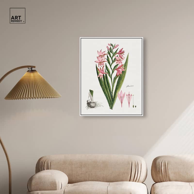 Gladiolus Carneus Canvas by Art Remedy