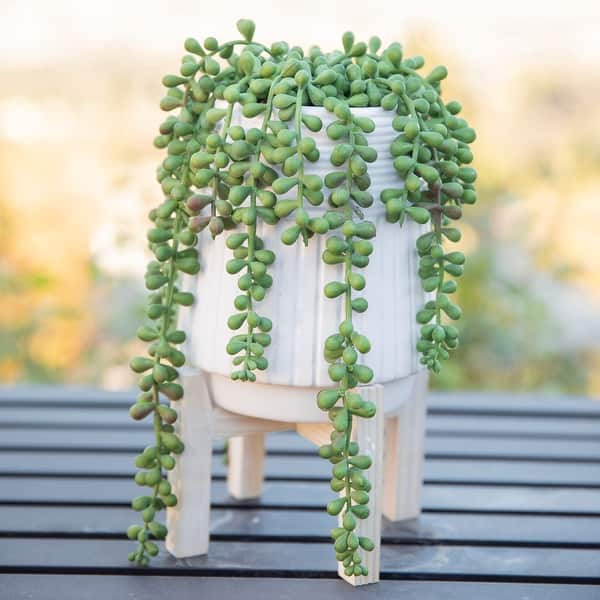 Artificial Plant STRING OF PEARLS in Ceramic Pot W/ Wood Stand - ONE-SIZE -  Bed Bath & Beyond - 31629023
