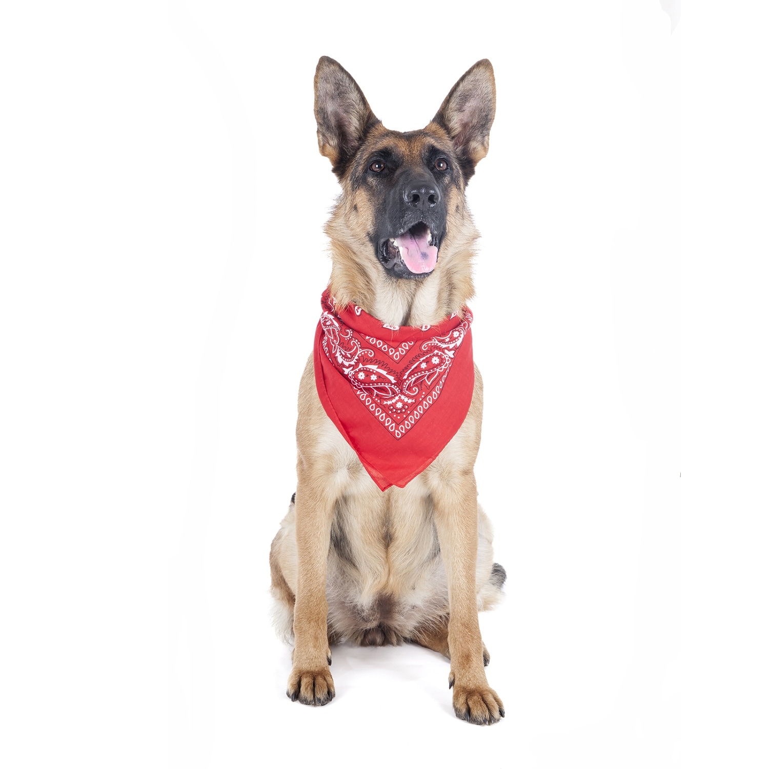 paisley dog bandana