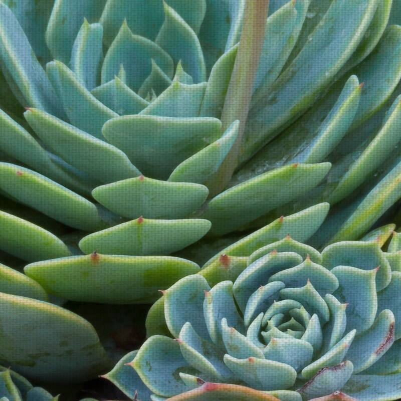 Succulent Gemstones III, IV by Robin Constable Hanson Canvas Art Prints