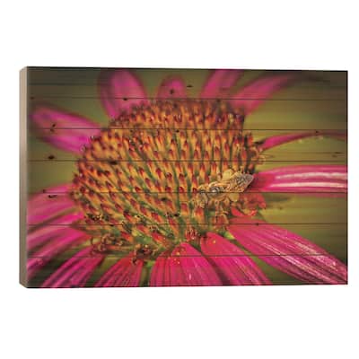 USA, Colorado, Fort Collins. Honey Bee On Echinacea Flower. Print On Wood by Jaynes Gallery - Multi-Color
