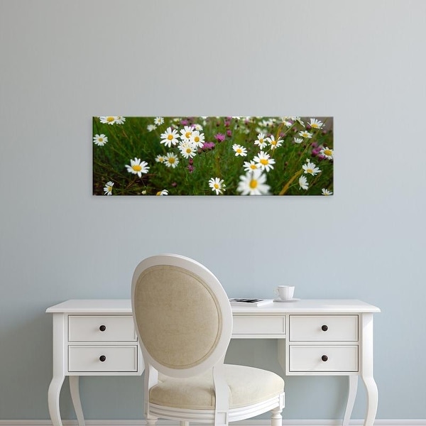 Easy Art Prints Panoramic Images's 'View of Daisy flowers in meadow, Rinzenberg, Rhineland