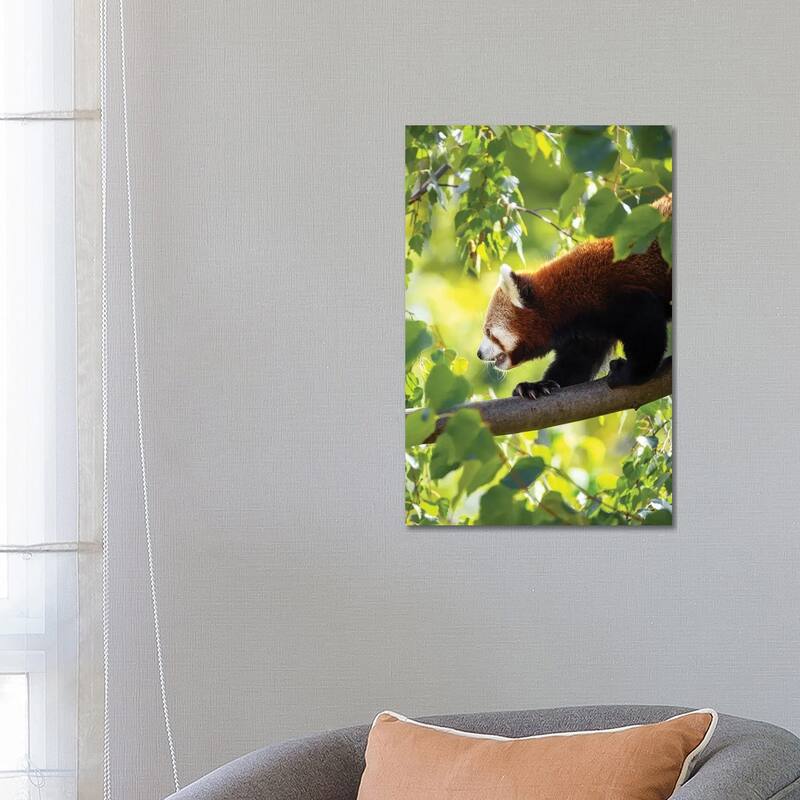 iCanvas "Red Panda Walking Along A Tree Branch" by Jane Rix Canvas Print - 26x18x1.5