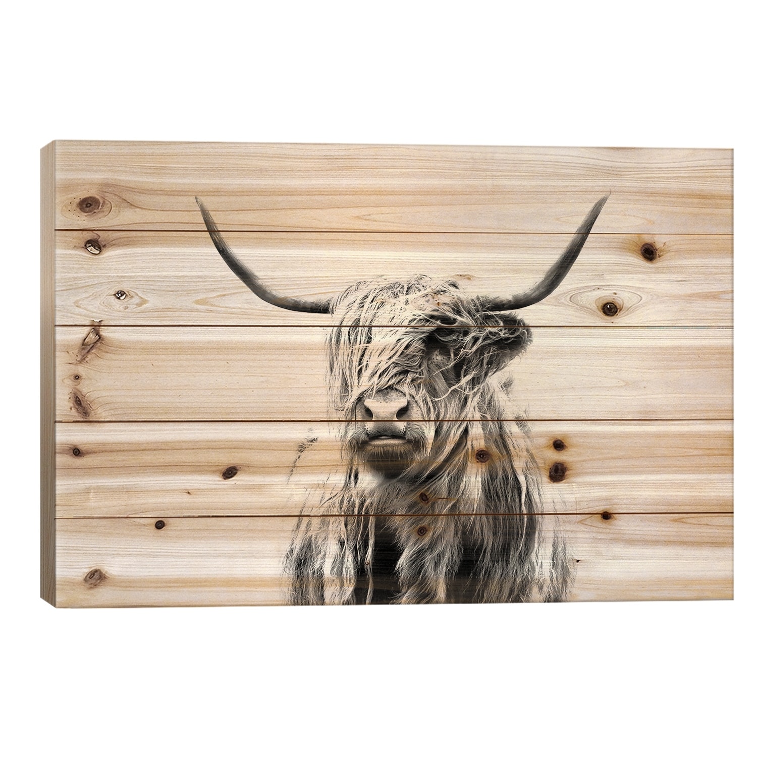 Portrait Of A Highland Cow Print On Wood by Dorit Fuhg - Multi-Color
