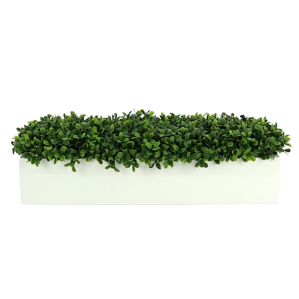 UV Rated Outdoor Boxwoods Arranged in a Rectangular Planter