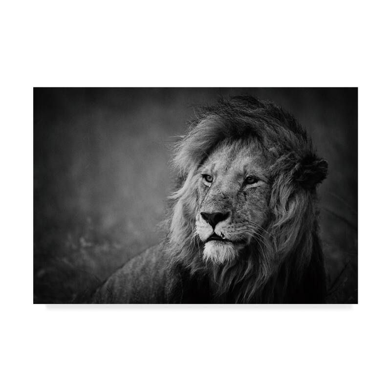 Mohammed Alnaser 'Regal Lion' Canvas Art