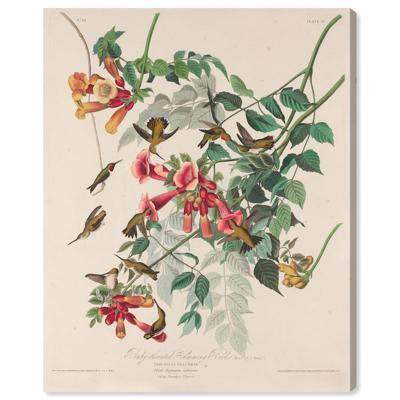 Trochilus Colubris Canvas by Art Remedy, Gallery Wrapped - 16" x 20"