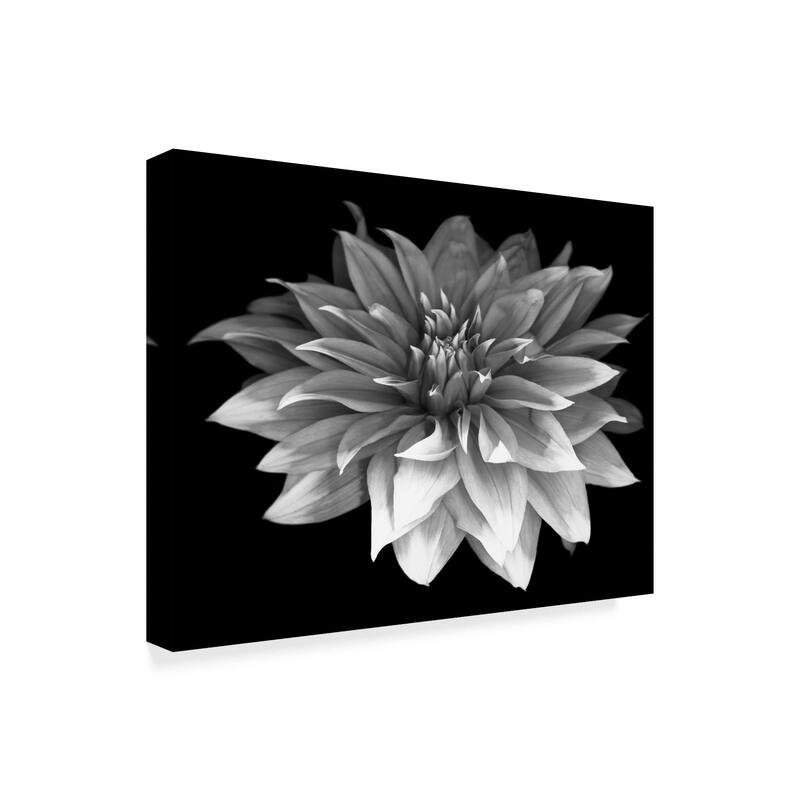 Susan S. Barmon 'Perfect Dahlia 1 Black And White' Canvas Art