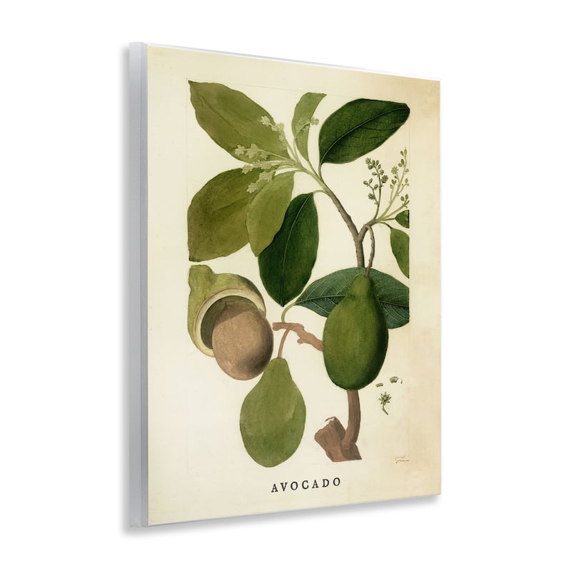 Stupell Vintage Avocado Plant Wall Plaque Art Design By Lil' Rue