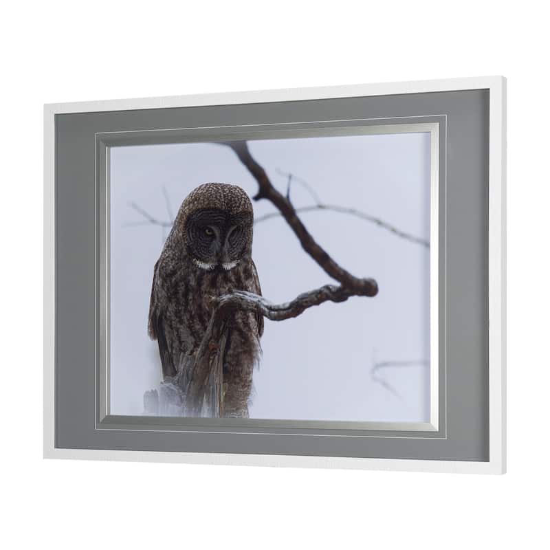 Grey Owl Framed Art Print