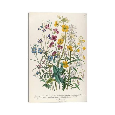 iCanvas "Forget-me-nots and Buttercups, plate 13 from 'The Ladies' Flower Garden', published 1842" by Jane Loudon Canvas Print