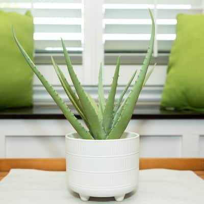 14" Aloe in 6" Barcode Footed Ceramic