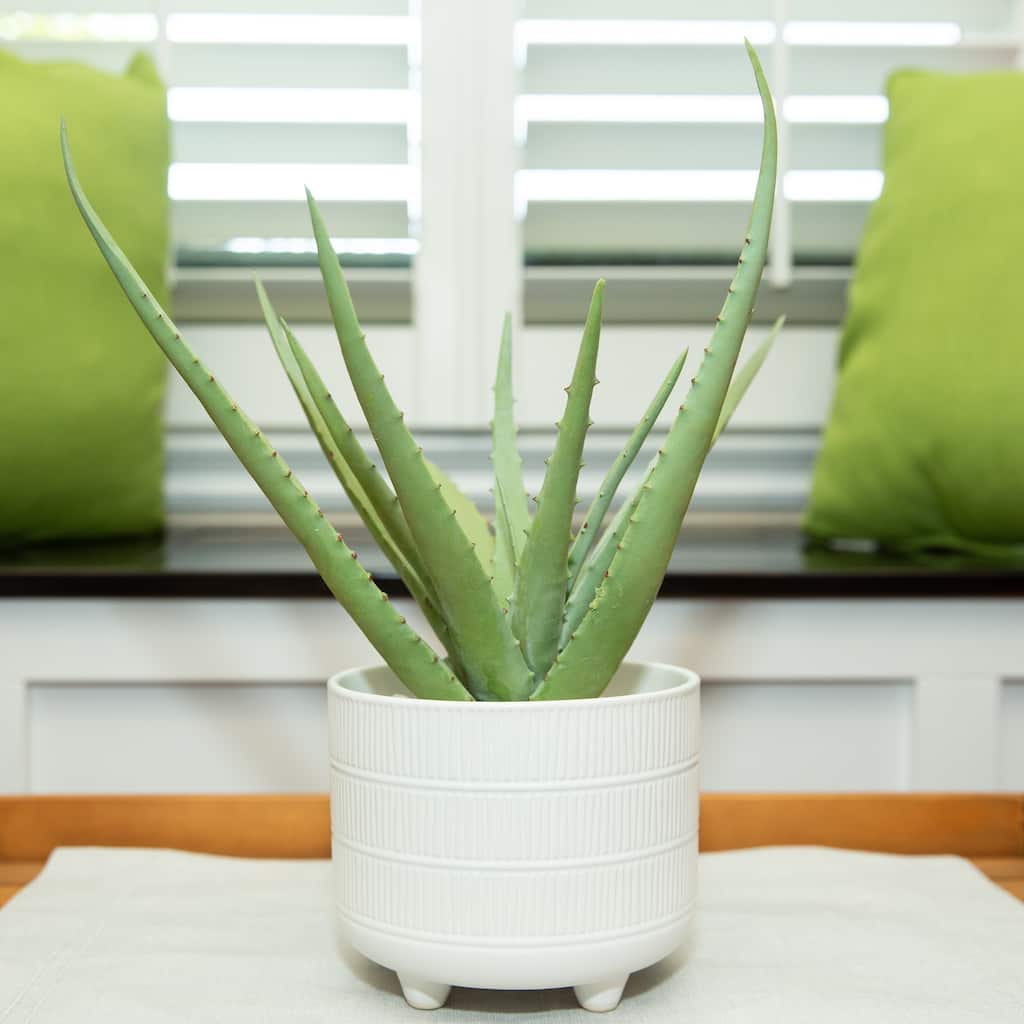 14" Aloe in 6" Barcode Footed Ceramic