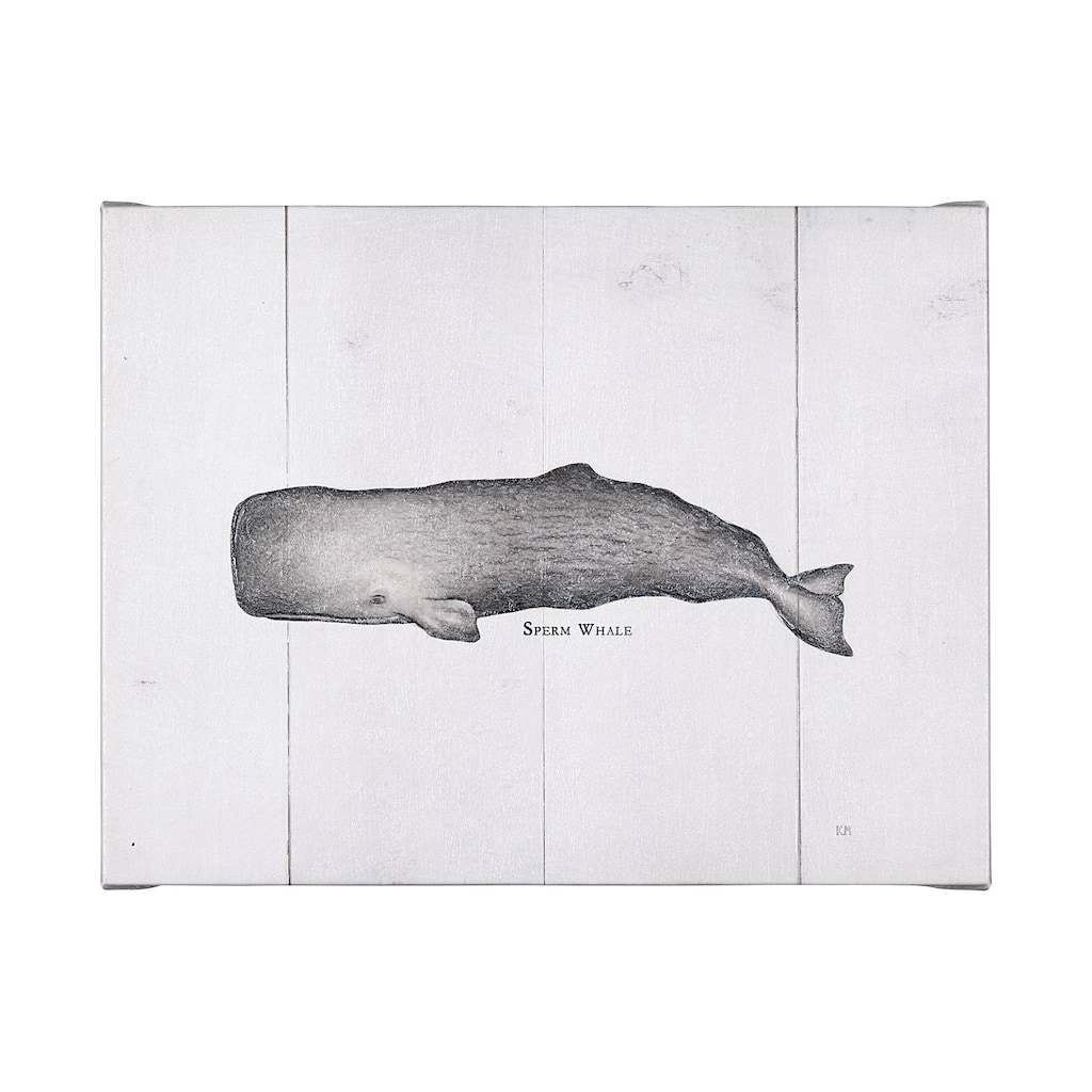 Sperm Whale (40 x 30) Canvas Art Print