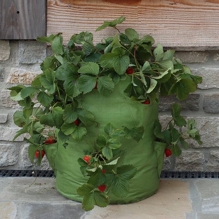 Haxnicks Strawberry & Herb Patio Planter 2 pack