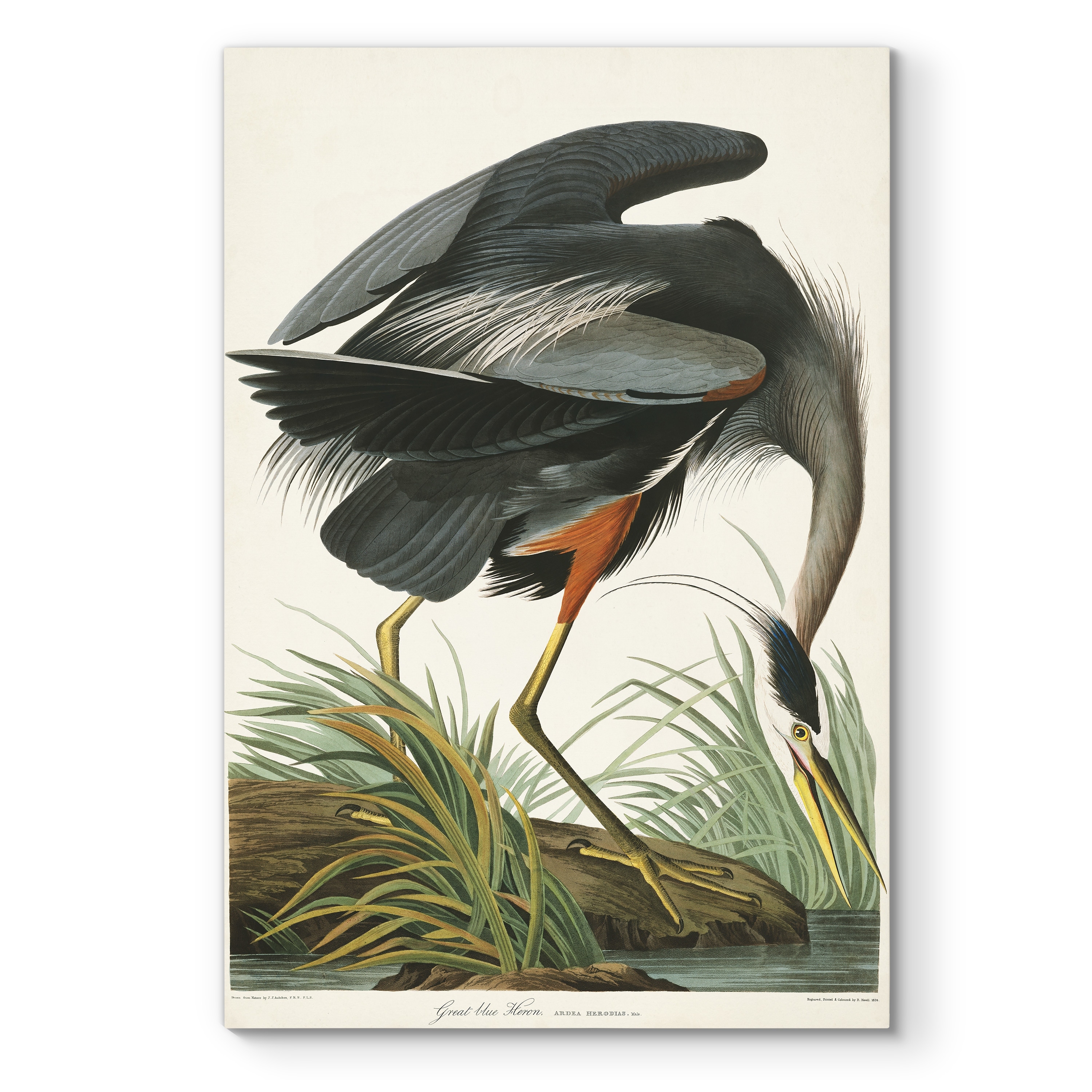 Pl 211 Great Blue Heron-Premium Gallery Wrapped Canvas