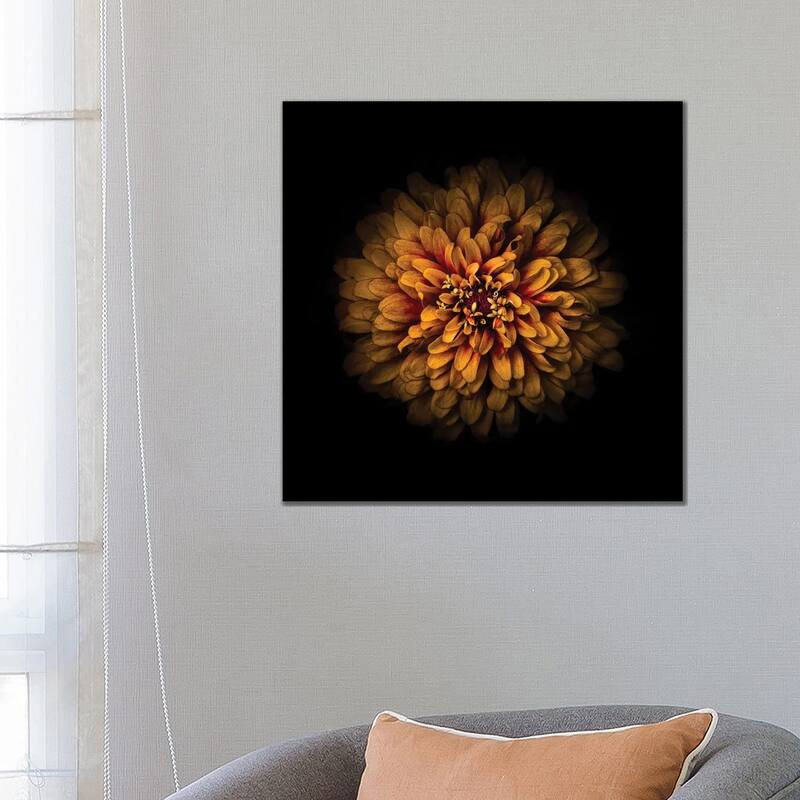 iCanvas "Orange Zinnia" by Brian Carson Canvas Print - 26x26x1.5