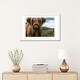 preview thumbnail 11 of 18, iCanvas "Portrait Of A Young Scottish Wooly Highland Cattle" by Michael Schauer PFA