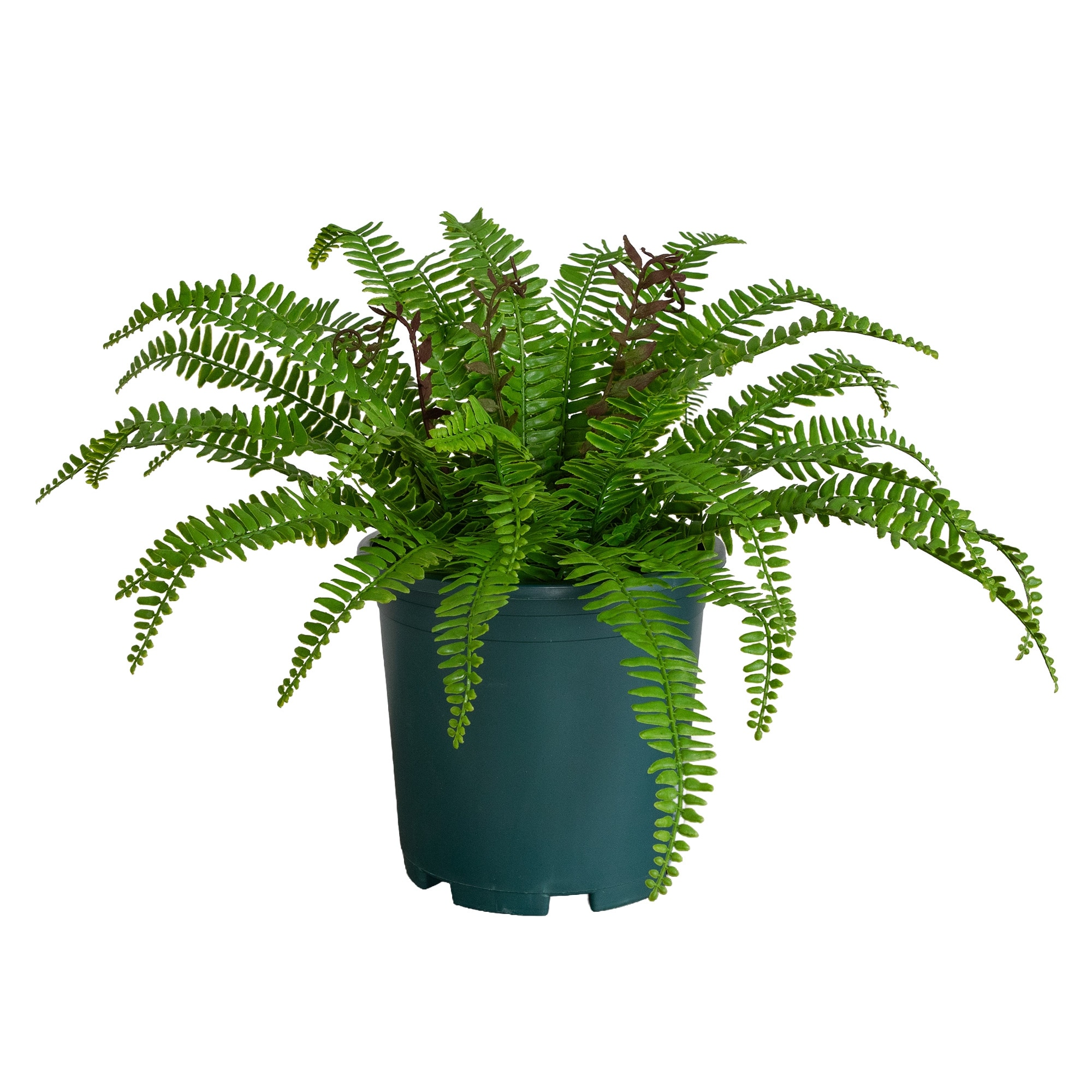 17-in UV Resistant Artificial Boston Fern Plant (Indoor/Outdoor)