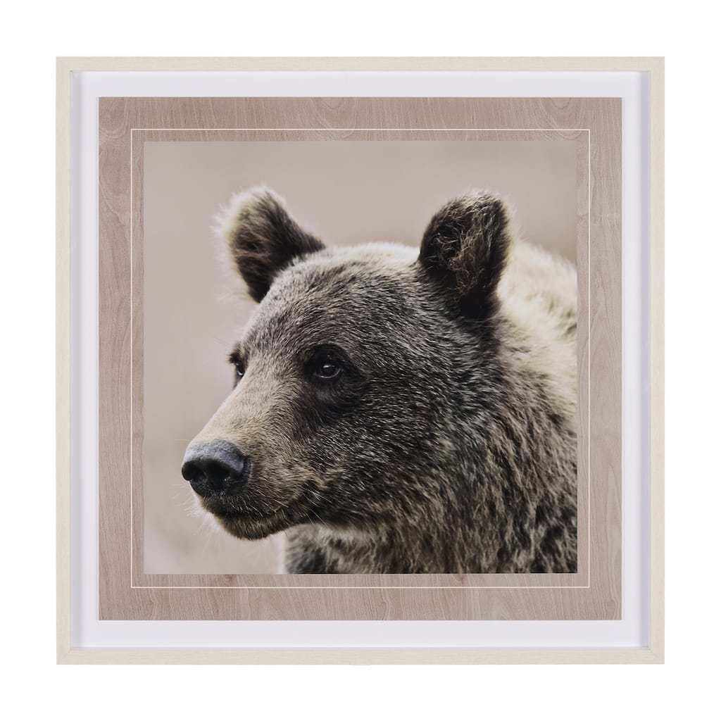 Bear Focus - Hush Framed Art Print