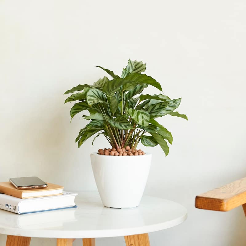 Set of 2 CATLEZA Smart Self-watering Planter Pot White Round Cone for All Plants, Herb, Succulents, Flowers