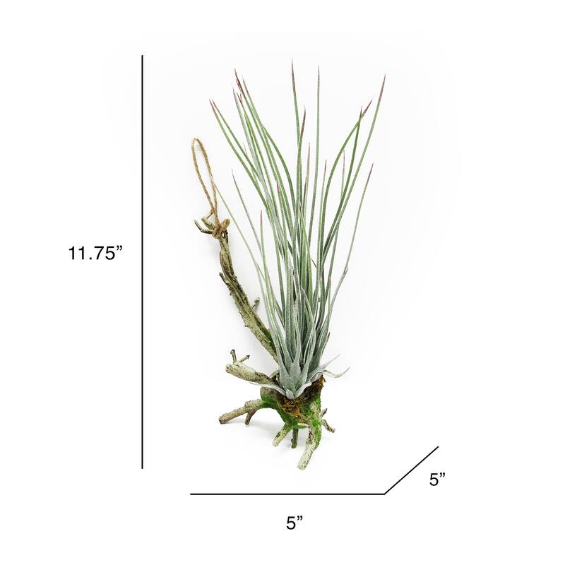 Frosted Green Artificial Tillandsia Succulent Hanging Air Plant 11.75in - Frosted Green - 11.75" H x 5" W x 5" DP