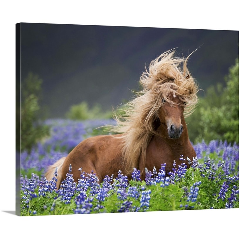 Purebred Icelandic Horse In The Summertime With Blooming Lupines Iceland Canvas Wall Art Overstock 16893223