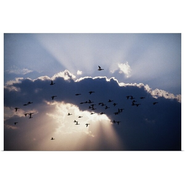 "Birds in flight" Poster Print