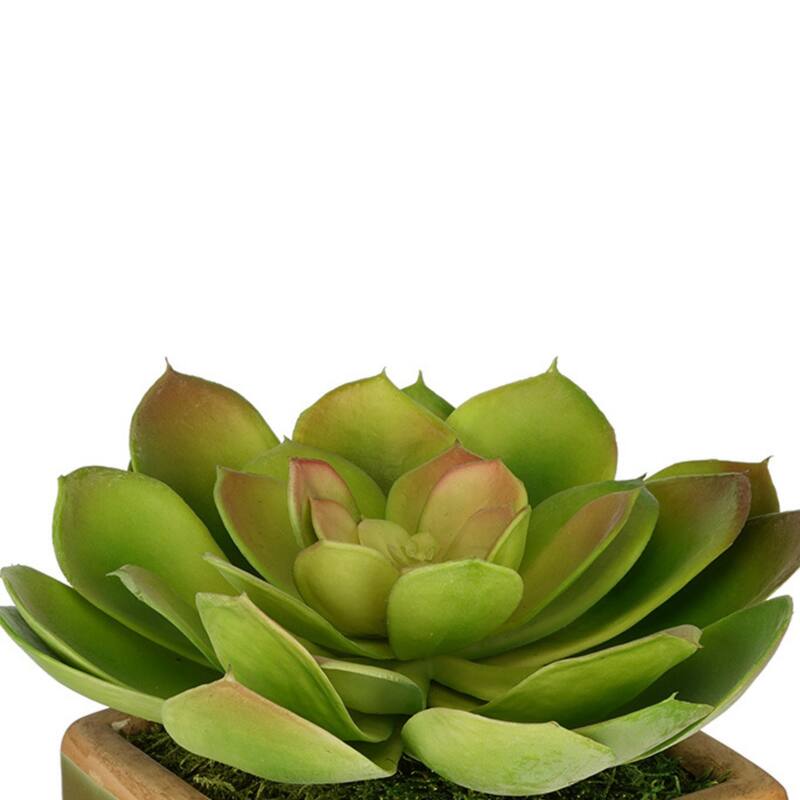 Faux Echeveria Succulent in Olive Green Ceramic Vase