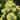 Van Zyverden Hosta Miracle Lemony First Ever Yellow Flowering Set of 3 Roots