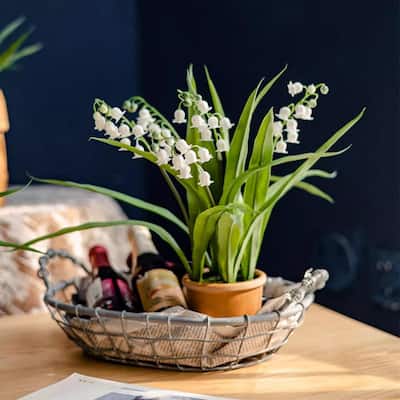 RusticReach Faux Lily of the Valley in Brown Pot - White