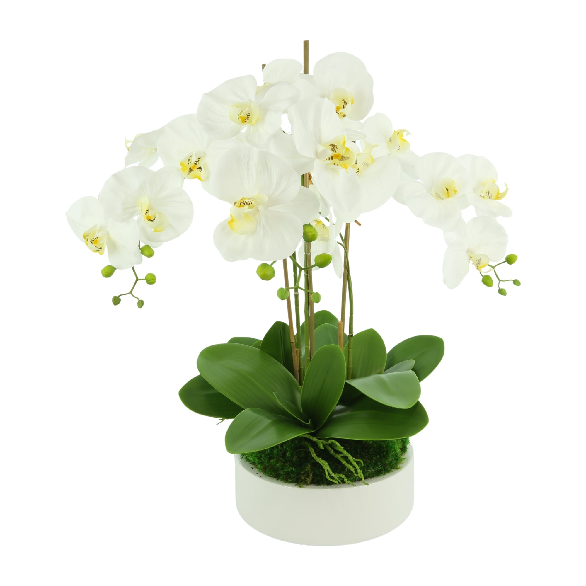 Orchid Arrangement in a Round Planter with Leaves and Moss