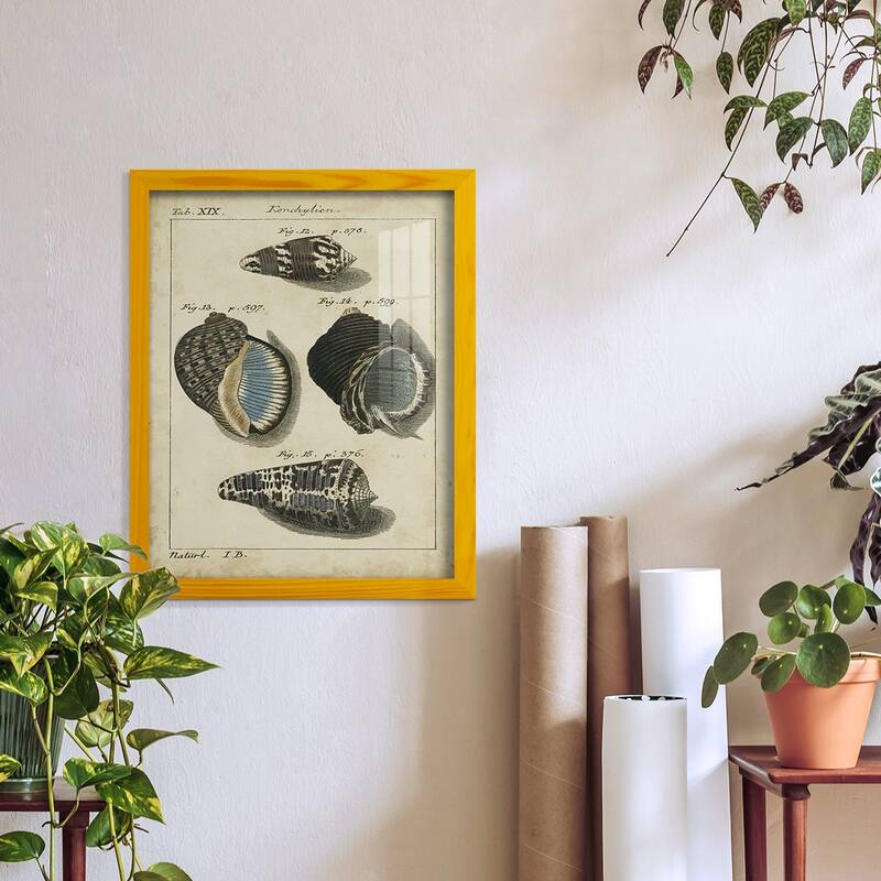 Vintage Shell Study III -Framed Print w/glass-Cherry Red