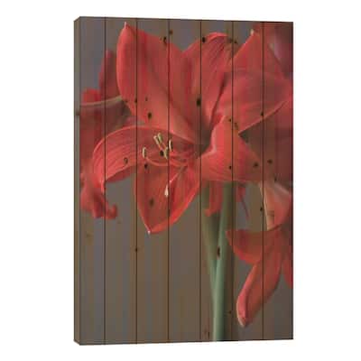 Red Amaryllis Print On Wood by Alyson Fennell - Multi-Color