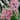 Giant Stargazer Lily Flowers - 12 Bulbs - Attracts Butterflies, Bees & Hummingbirds