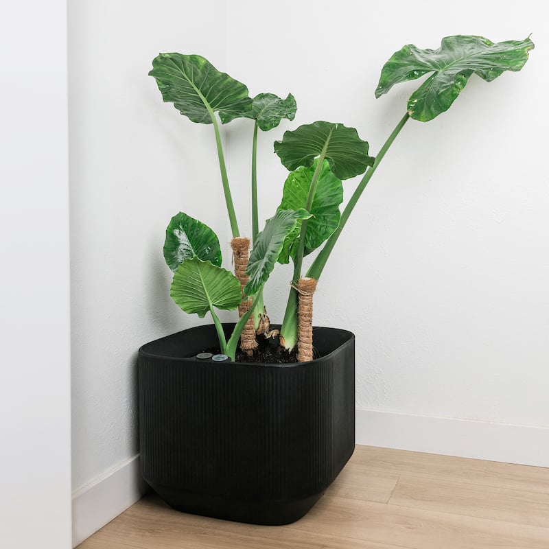 TruDrop Self Watering Modular Planter Box and Troughs with Water Level Indicator