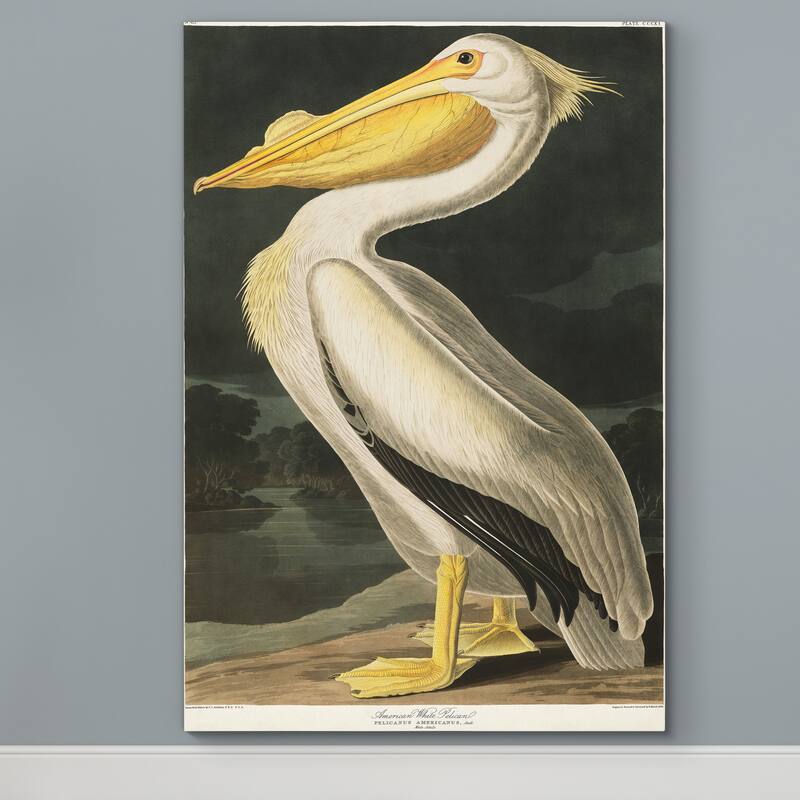 Pl 311 American White Pelican-Premium Gallery Wrapped Canvas