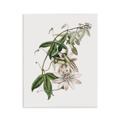 Stupell Vintage Lily Plant Wall Plaque Art Design By CAD Designs