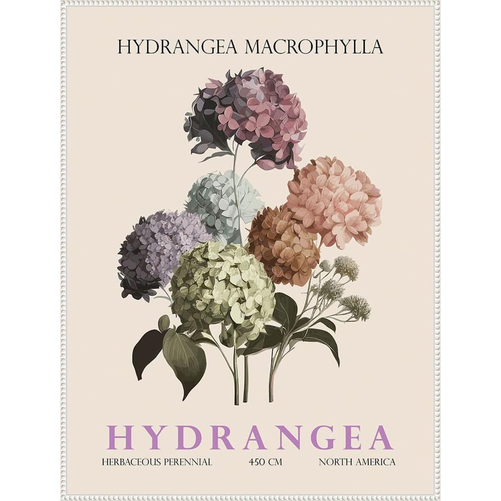 Vintage Botanical Hydrangea Illustration by Christopher Giampietro Framed Canvas Wall Art Print