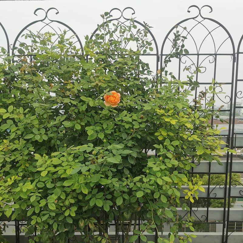 4 Pack Outdoor Metal Black Garden Trellis