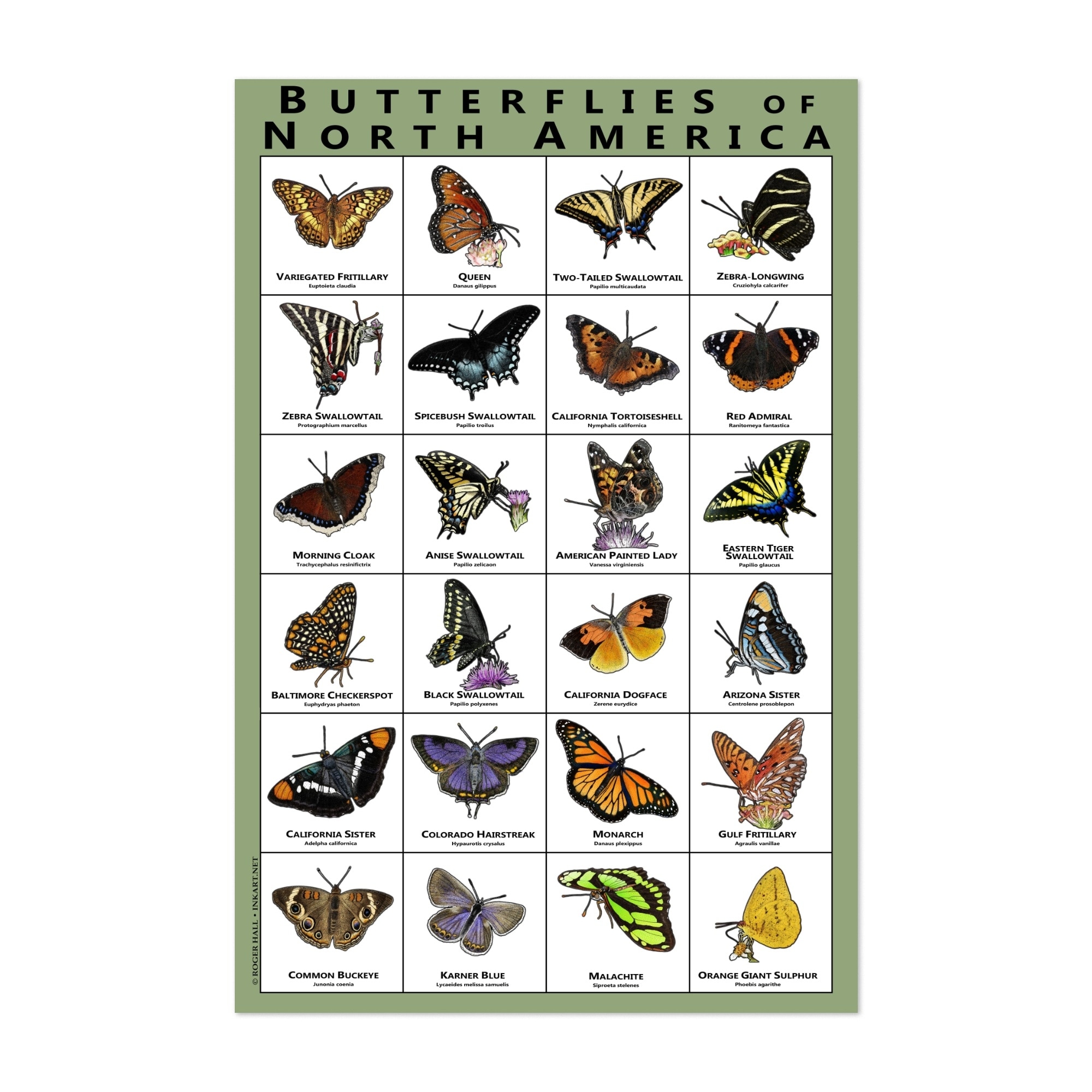 Hawks of North America Illustrations Animals Bird Art Print/Poster - Bed  Bath & Beyond - 34890403